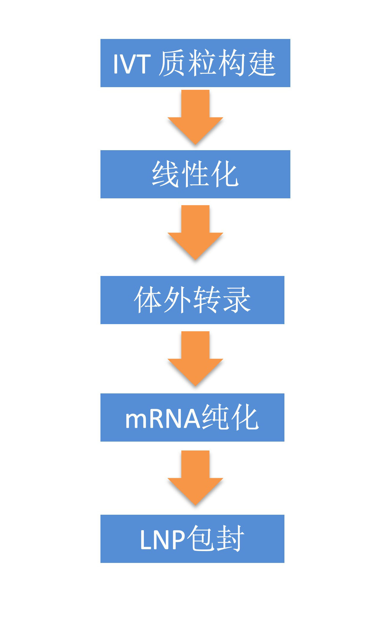 IVT mRNA和 LNP制备